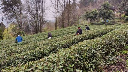 武當太子坡 茶香漫山野，農(nóng)場帶富一方人
