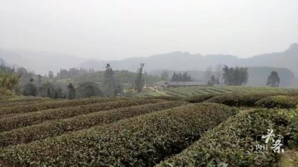 內(nèi)江威遠萬畝茶園吐新芽 茶農(nóng)采茶迎豐收，農(nóng)副產(chǎn)品銷售新篇章